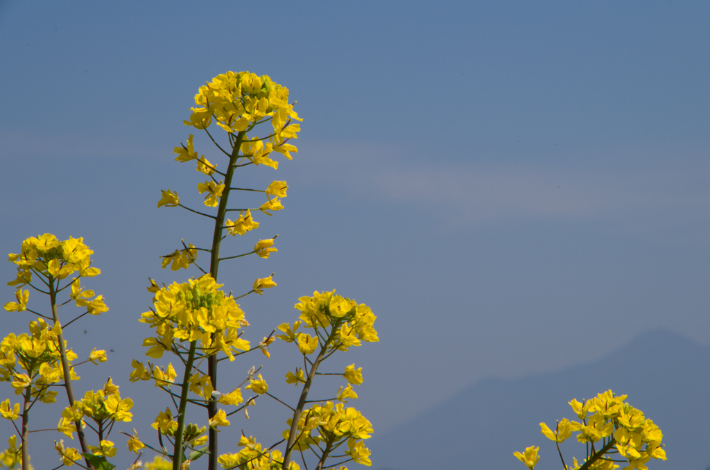 菜の花と筑波山