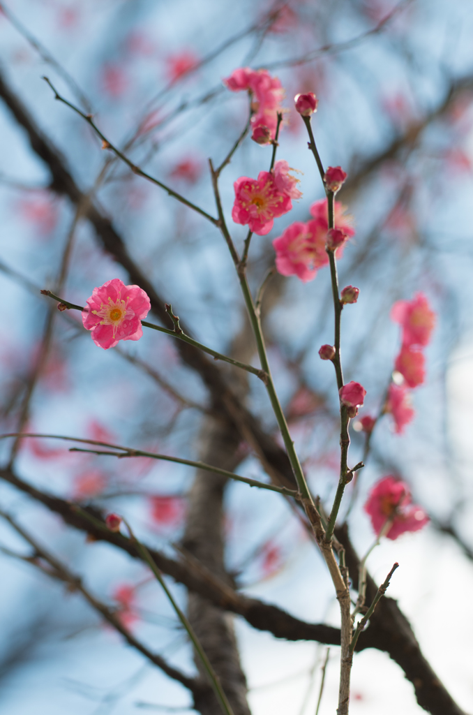 石神井公園の寒梅