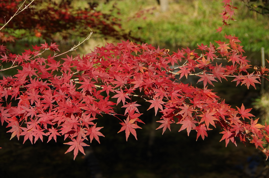 石神井公園　秋