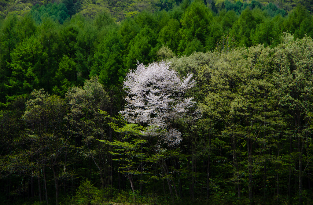 緑に映える桜色