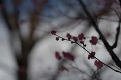 石神井公園の寒梅