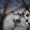 石神井公園の寒梅