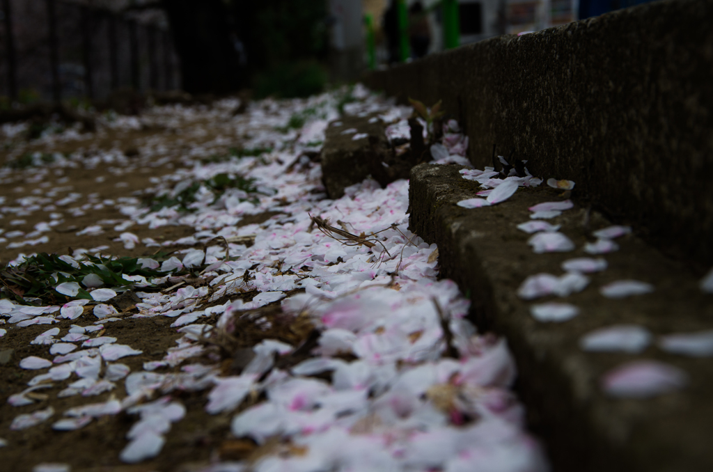 落ち桜