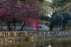 石神井公園　梅