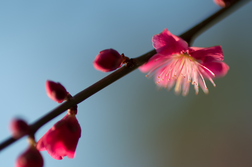 石神井公園　梅