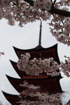 厳島神社、五重塔と桜。