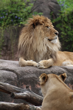 百獣の王