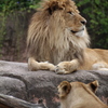 百獣の王
