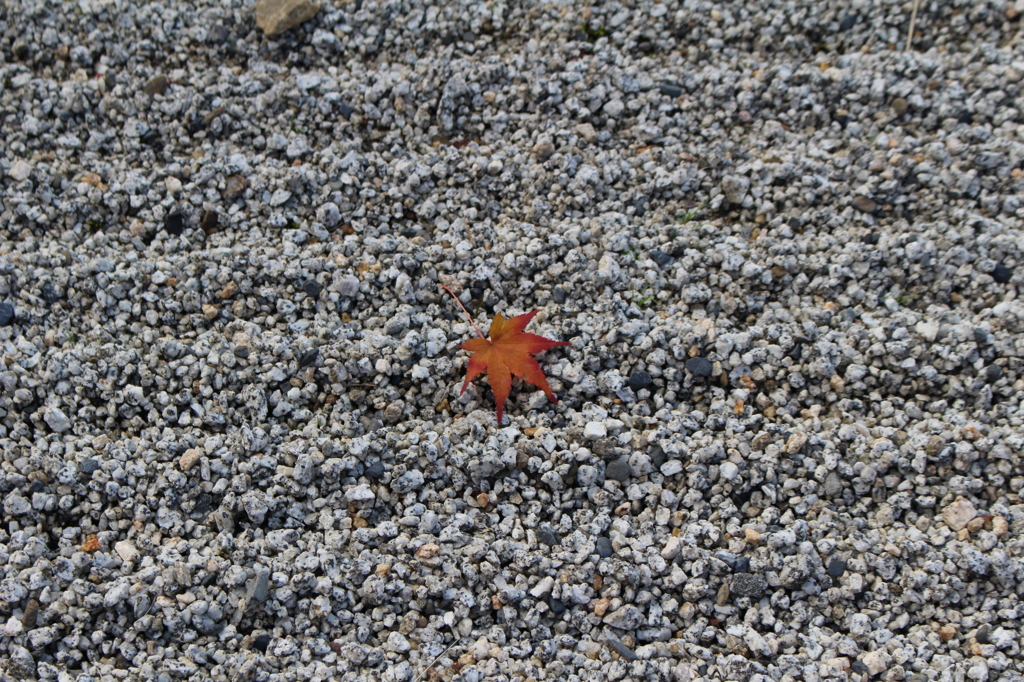 紅葉と石庭