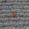 紅葉と石庭