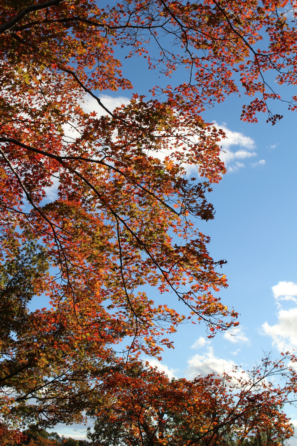 紅葉。