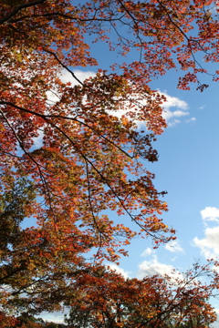 紅葉。