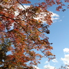 紅葉。