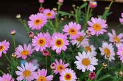 花と雫。