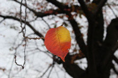 万博記念公園にて。