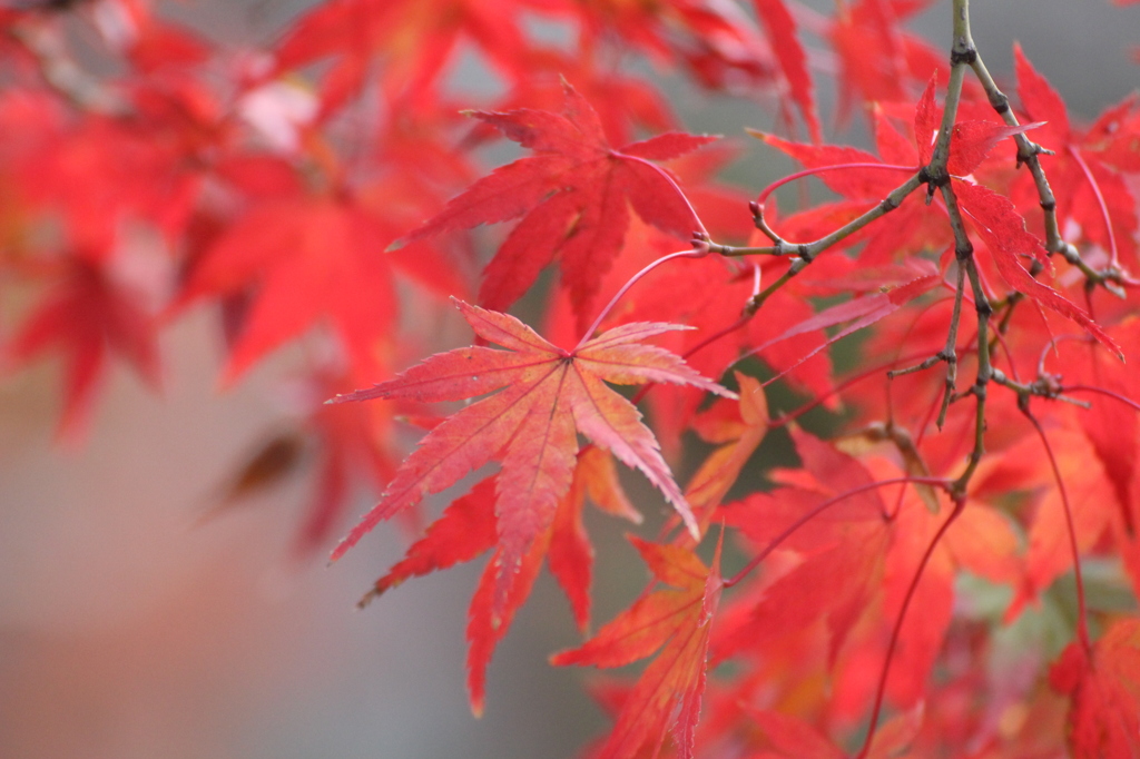 燃え盛る紅葉