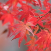 燃え盛る紅葉