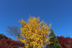 紅葉と青空、様々な色を楽しむ。