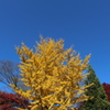 紅葉と青空、様々な色を楽しむ。