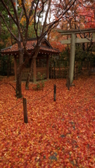 洛北の寺