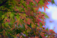 紅葉の前触れ