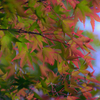 紅葉の前触れ