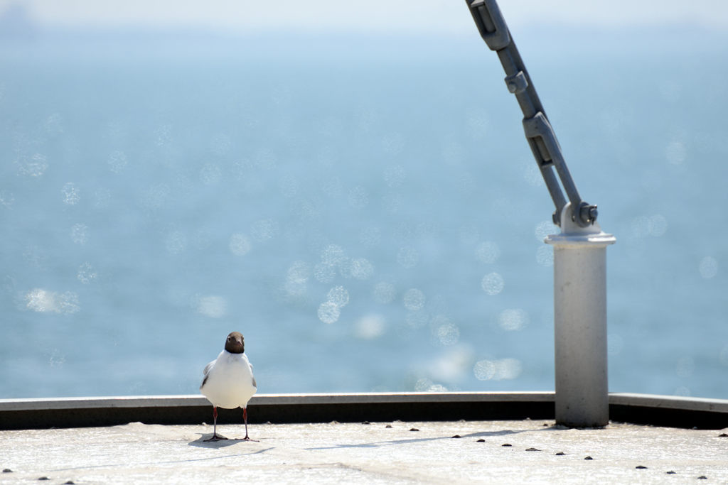 野鳥