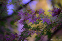 紅葉の前触れ