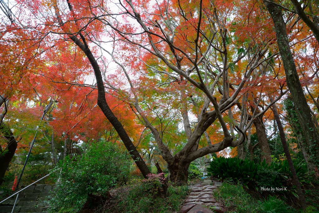 地元の紅葉　その1
