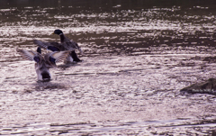 Picture　12