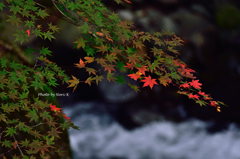 コラボ紅葉