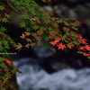 コラボ紅葉