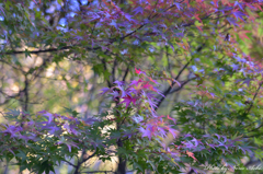 紅葉の前触れ