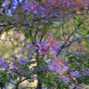 紅葉の前触れ