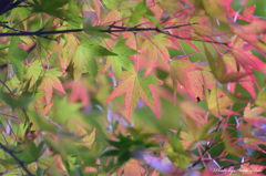 紅葉の前触れ