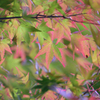 紅葉の前触れ