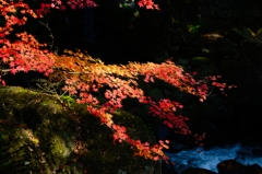 紅葉