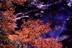 紅葉