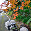 相棒ともみじ