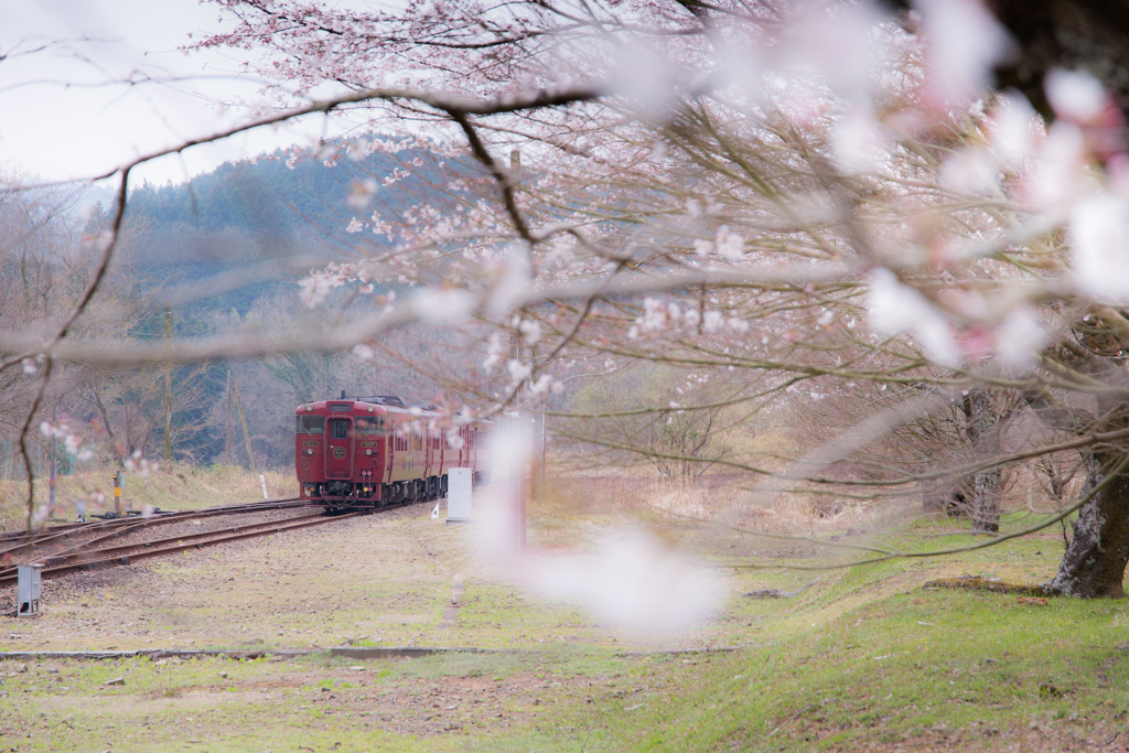 桜並木の向こうから。