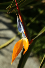 咲くやこの花館0016