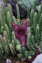 咲くやこの花館0007