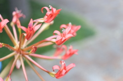 咲くやこの花館0003