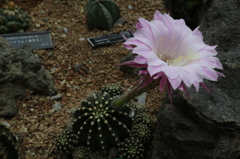 咲くやこの花館0050