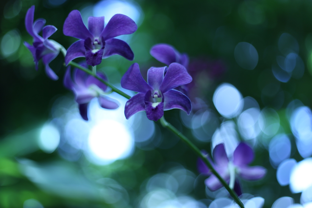 咲くやこの花館0017