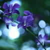 咲くやこの花館0017