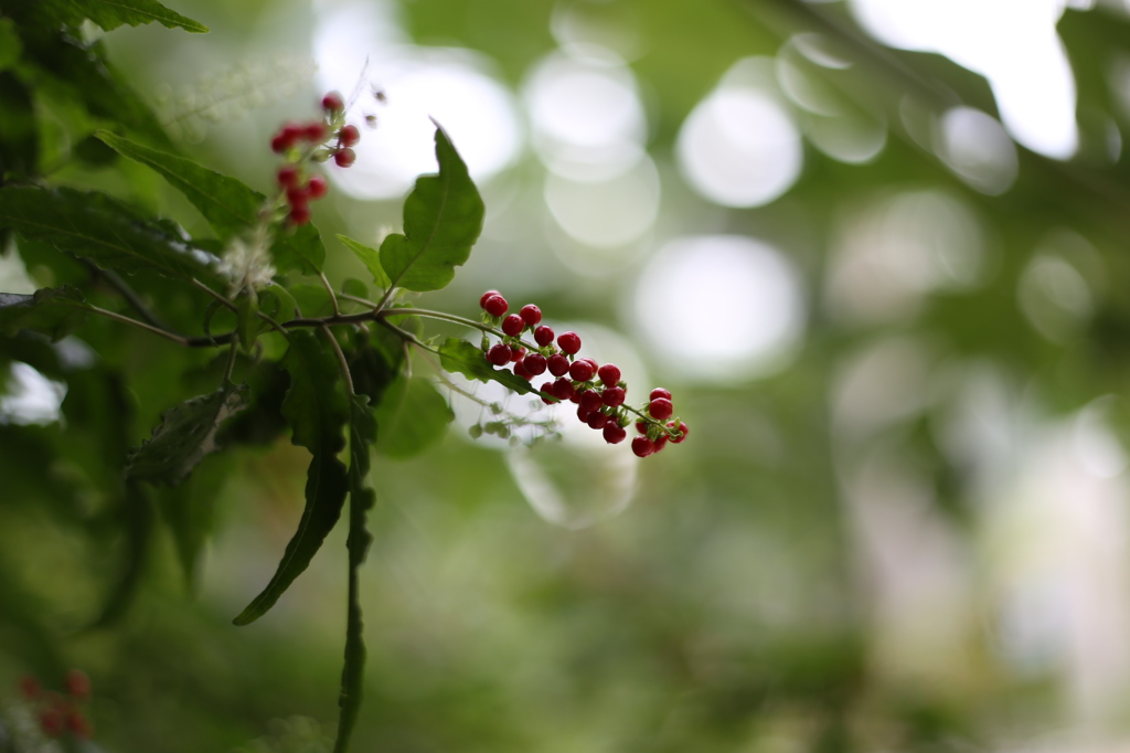 咲くやこの花館0022