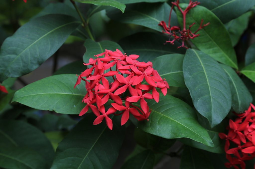 咲くやこの花館0019