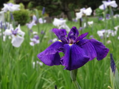 城北菖蒲園003