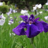 城北菖蒲園003